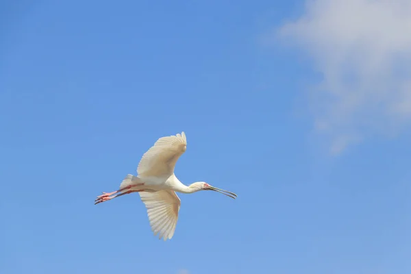 Spoonbill Com Asas Abertas Contra Céu Azul Com Espaço Cópia — Fotografia de Stock