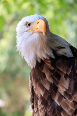 bir Amerikan bald eagle portresi
