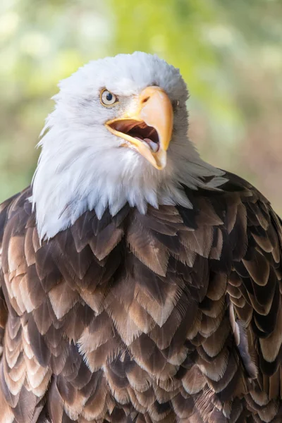 アメリカの白頭鷲の肖像画 — ストック写真