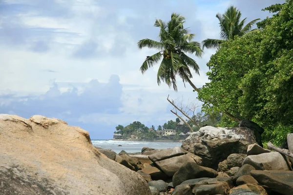 Beach Boulders Palm Trees Ocean Shore — Stock Photo, Image