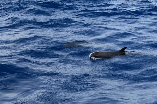 在开阔的海洋中 磨碎的黑海豚家族 — 图库照片