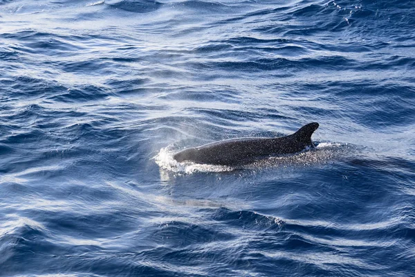 the black dolphin in the open ocean releases a fountain of water during exhalation