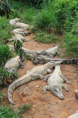 Grup Timsah Nehri kıyısında