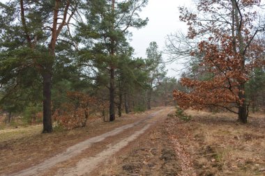  Bahar erimiş kar ile ormanda