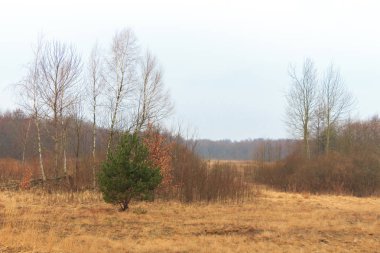  Bahar erimiş kar ile ormanda