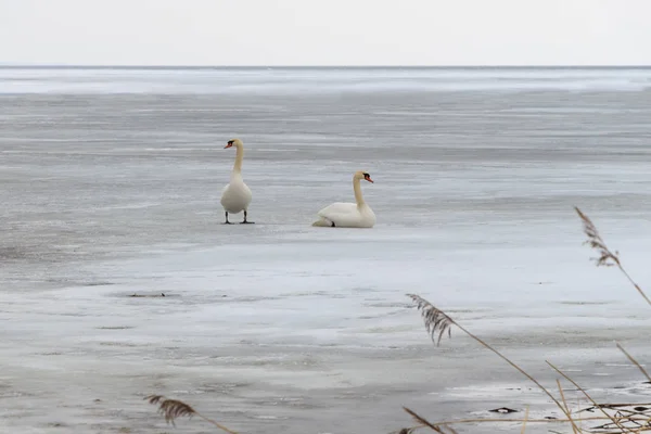 young swans swim among ice floes on a frozen pond