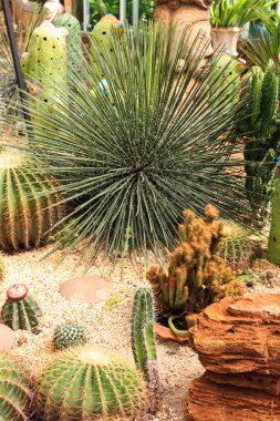  kaktüs çiçek tropikal bir parkta