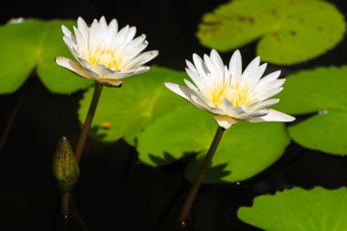 Lotus çiçeği dews ile