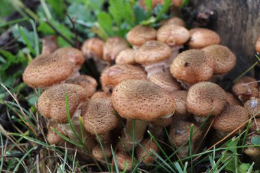 Armillaria Gallica'daki mantarlı aile stum yakın