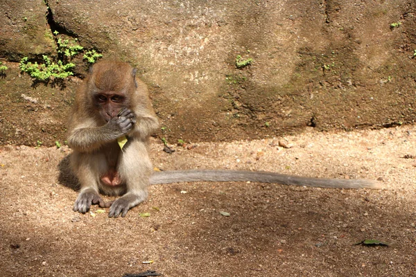 新鮮なフルーツを食べる猿 — ストック写真