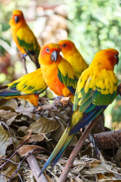 Arating Papoušek Skupina Větve Stromu — Stock fotografie