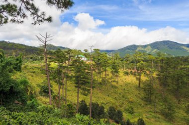 ön planda kahve ağaçları ile bir dağ vadinin görünümü