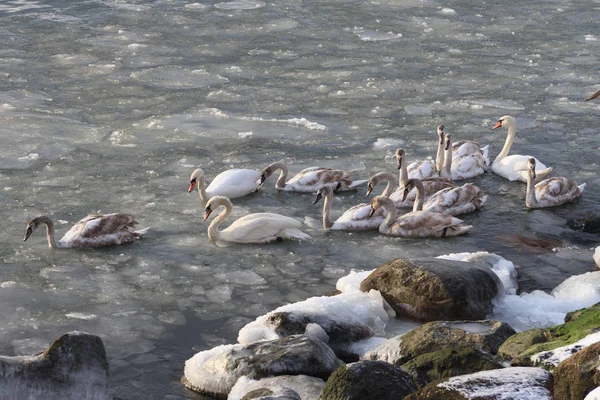 young swans swim among ice floes on a frozen pond