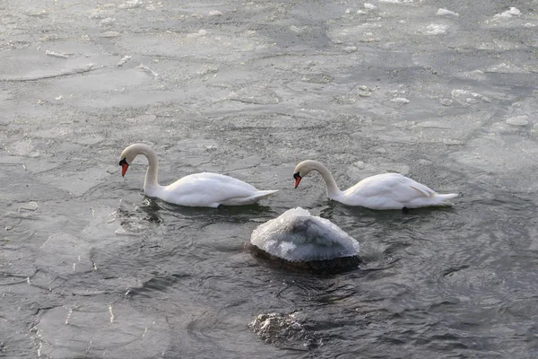 young swans swim among ice floes on a frozen pond