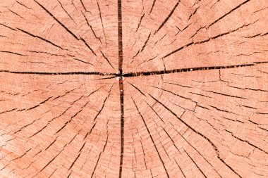  yıllık halkalar ve çatlamak ile arka plan doku ağaç kesmek