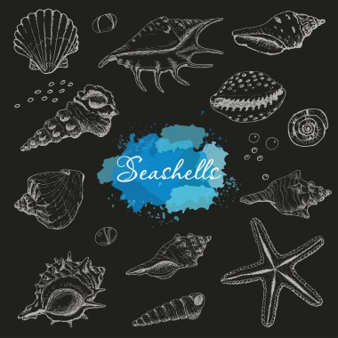 Siyah bir zemin üzerine izole deniz kabuklarını. Vektör çizim tasarımınız için