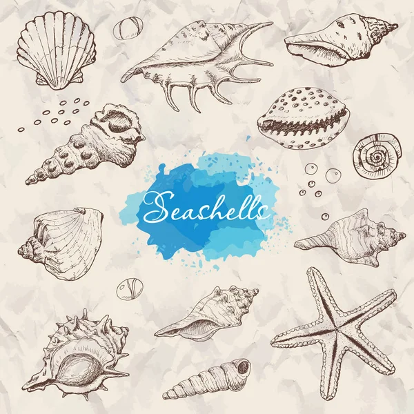 Isolated seashells on a beige background. — Stock Vector