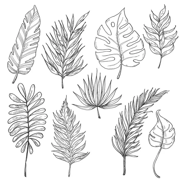 Set Tropical Leaves Vector Illustration Your Design — Stock Vector