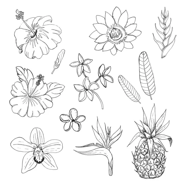 Set van exotische bloemen en kruiden — Stockvector