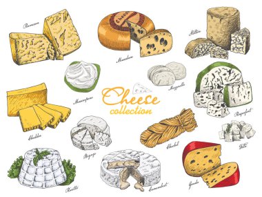 Vector set of different color cheeses in sketch style. Vector illustration for your design