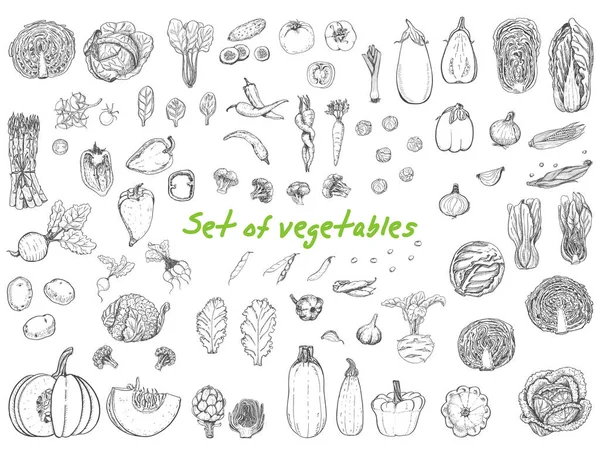 Duży zestaw z warzywami w stylu szkicu — Wektor stockowy