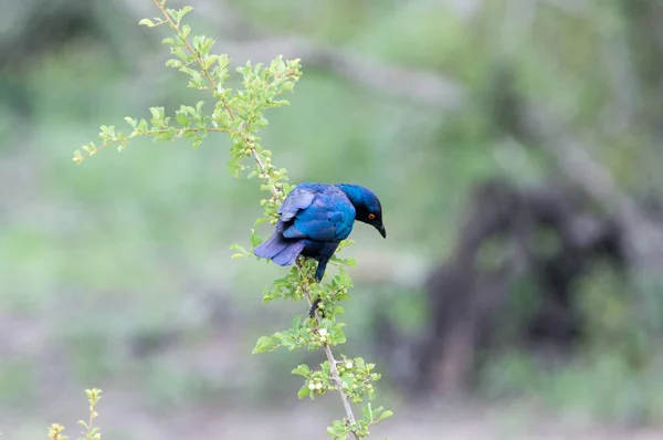 Pássaro Azul Pendurado Galho Pássaro Árvore Vida Selvagem — Fotografia de Stock