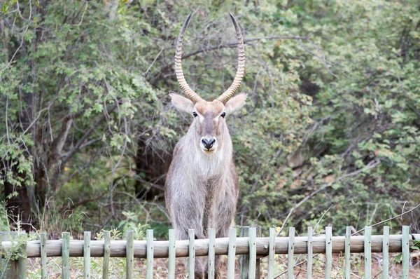 Exotic animal behind the fence of a lodge