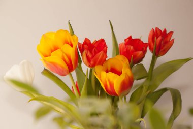 açık renkli üzerinde güzel laleler