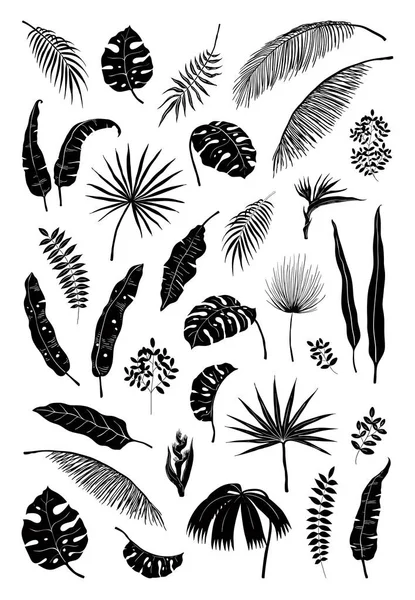 Silhouet palm bladeren. Zwarte jungle planten, zomer gebladerte geïsoleerde elementen exotische bloemen takken. Vector monstera plant silhouetten — Stockvector