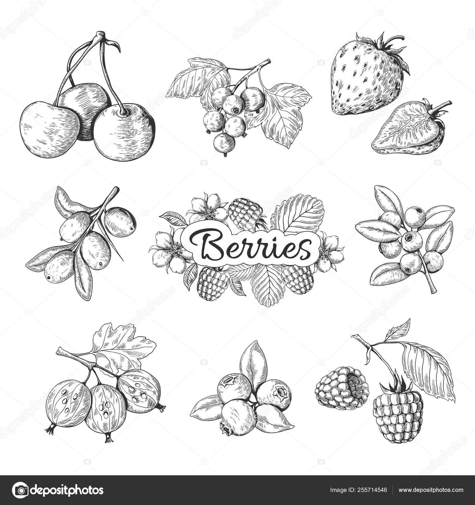 Bayas hechas a mano. Cherry arándano fresa blackberry vintage dibujo