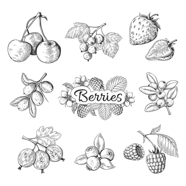 Tangan digambar buah. Cherry blueberry gambar blackberry vintage, gambar sketsa berry. Templat grafis vektor - Stok Vektor