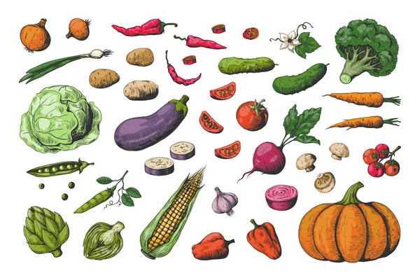 Légumes dessinés à la main. Collection de croquis alimentaires, légumes végétaliens sains de jardin. Ensemble de concombre de tomate à carotte vecteur — Image vectorielle