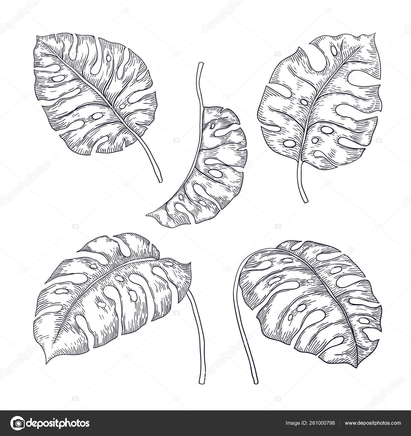 Dessin De Feuille Tropicale Au Trait PNG , Dessin De Feuille, Dessin  Tropical, Dessin De Feuilles Tropicales PNG et vecteur pour téléchargement  gratuit