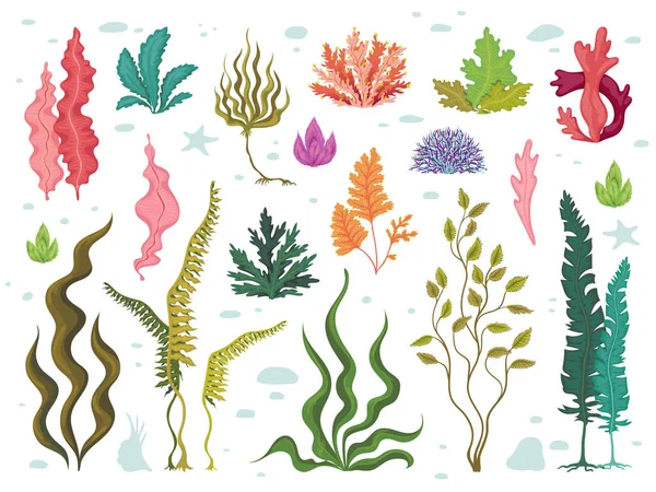 Algas marinhas. Plantas subaquáticas do mar, recifes de corais oceânicos e algas aquáticas, conjunto de flora marinha desenhada à mão. Desenho de desenhos animados de alga marinha vetora — Vetor de Stock