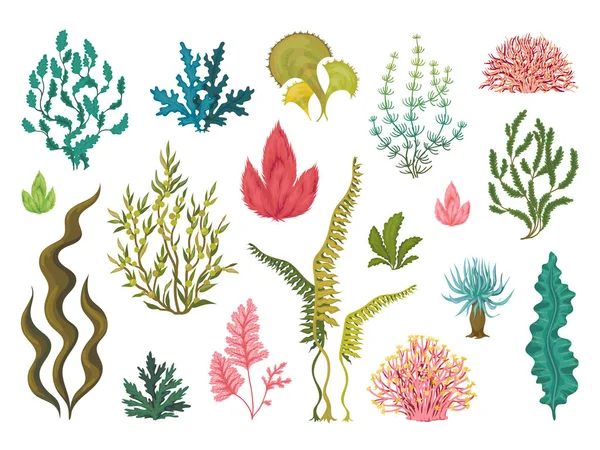 Algas marinas. Plantas oceánicas submarinas, elementos coralinos marinos, algas florecidas dibujadas a mano, dibujo decorativo de dibujos animados. Conjunto de algas vectoriales — Vector de stock