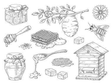 Elle çizilmiş bal. Vintage arı petek ve bal kavanoz skeç elemanları, doodle çiçek ve balmumu. Vektör organik bal ürünü