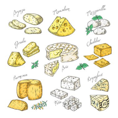 Elle çizilmiş peynir. Doodle mezeler ve gıda dilimleri, farklı peynir türleri Parmesan, brie cheddar feta. Aperatiflerin vektör krokisi