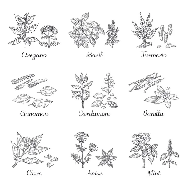 Especias hechas a mano. Herbs and vegetables sketch elements, orégano cúrcuma cardamomo albahaca y menta. Especias de comida india vectorial — Vector de stock