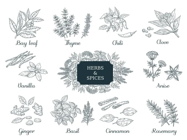 Especias hechas a mano. Comida india hierbas y verduras, ingredientes italianos y asiáticos, tomillo chile y jengibre vector vintage boceto — Vector de stock