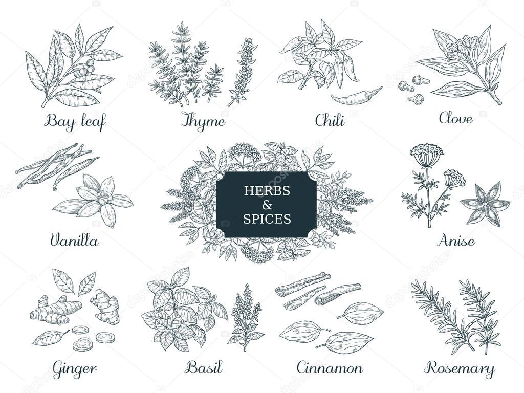 Hand drawn spices. Indian food herbs and vegetables, Italian and Asian ingredients, chili thyme and ginger vector vintage sketch