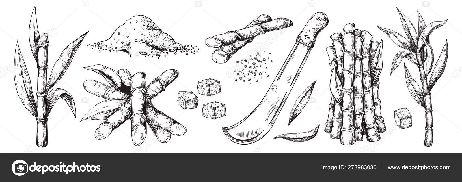 Hand drawn sugar cane. Sketch leaves and canes, natural organic sugar  plantation, vintage sugarcane plant. Vector isolated set Stock Vector by  ©SpicyTruffel 278983030, image size:1600x633
