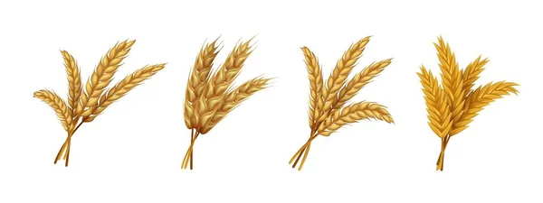 Realistic wheat. Ears and grains of organic rye spike and oat, farming agricultural cereals healthy food. Vector harvest isolated set — Stock Vector