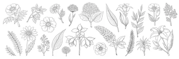 Flores hechas a mano. Bosquejo floral vintage, hojas de verano ramas y colección de hierbas. Follaje vectorial y fondo de ramo — Archivo Imágenes Vectoriales