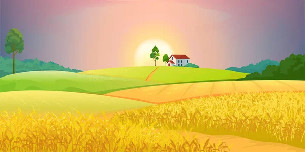 Campos de trigo. Paisaje de granja de pueblo con colinas verdes y puesta de sol. Campos agrícolas rurales vectoriales con edificios y árboles — Vector de stock