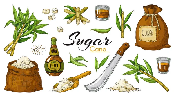 Handgezogenes Zuckerrohr und Rum. farbige alkoholische Jahrgangsgetränke und Zuckerpflanzen Zuckerrohr und -blätter. Vektor isolierte Menge — Stockvektor