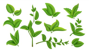 Realistic tea leaves and branches. Green plants and herbs isolated on white, natural tea leaf collection. Vector agricultural set clipart