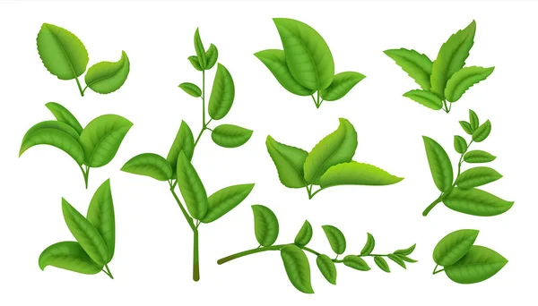 Hojas y ramas de té realistas. Plantas verdes y hierbas aisladas en blanco, colección de hojas de té natural. Sistema agrícola vectorial — Archivo Imágenes Vectoriales