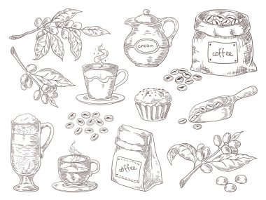 Elle çekilmiş kahve çekirdekleri. Kahve Vintage kroki şube kavrulmuş fasulye ve çanta bırakır. Vektör izole retro grafik