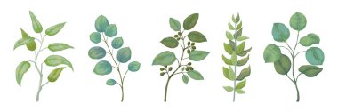 Okaliptüs bitkileri. Rustik yeşillik dalları ve düğün davetiye kartları, dekoratif otlar toplama için yaprakları. Vektör trendy seti