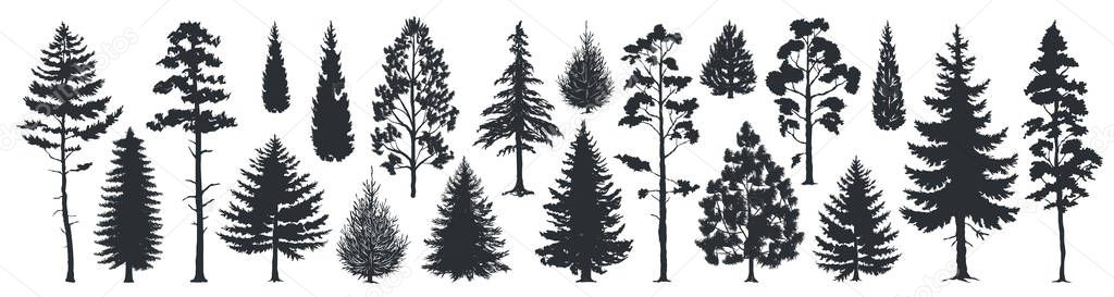 Pine tree silhouettes. Evergreen forest firs and spruces black shapes, wild nature trees templates. Vector illustration woodland trees set on white background